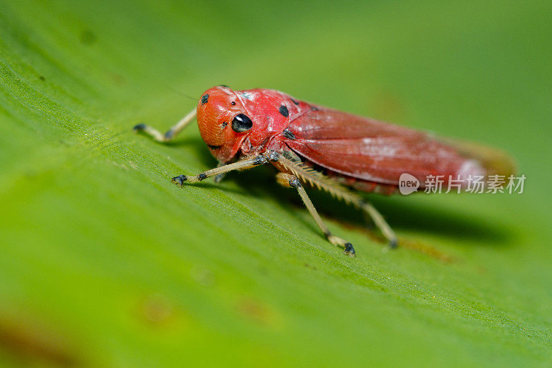 红叶蝉(Bothrogonia sp.，叶蝉科/同翅目)在绿叶上的影像昆虫的动物
